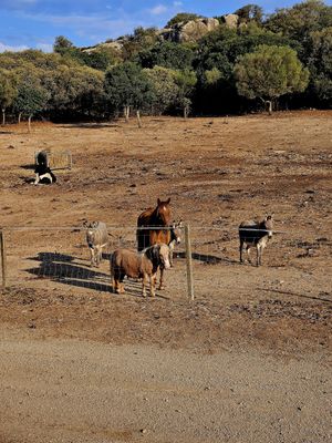  at Rifugio di Miki Pig in Telti