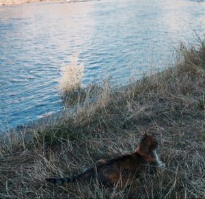 view from outdoor seating, including the cat! at Laibon in Cesky Krumlov