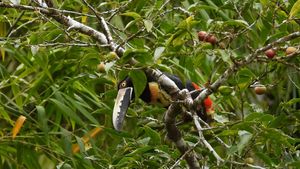  at Yuyo S.R.L in Cocles