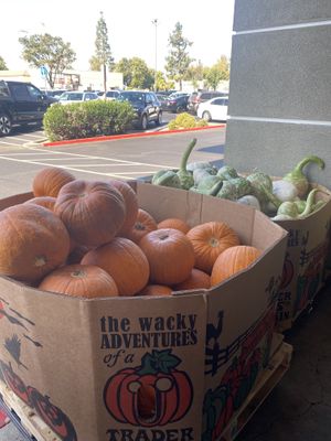 Pumpkin and Squash Season y’all  at Trader Joe's in Modesto