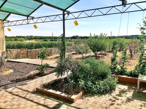Fruit orchard  at Emirates Bio Farm  in Al Ain