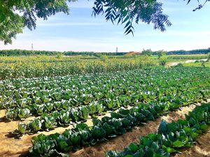Vegetable fields  at Emirates Bio Farm  in Al Ain