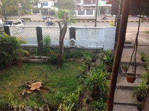 garden in front  at Holy Cow in Sihanoukville