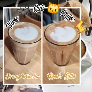  at Three Cats Coffee in Woodinville