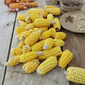 Ogranic corn harvested in Finca San Pedro.  at Finca San Pedro in Barichara
