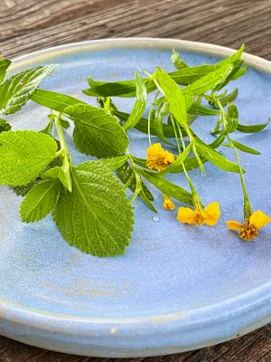 Teas are made of garden herbs.  at Finca San Pedro in Barichara