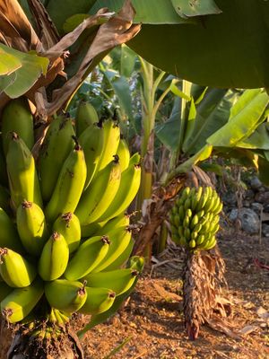 Organic bananas and platains growing in our garden.  at Finca San Pedro in Barichara