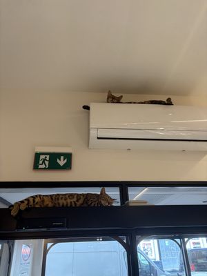   at Cat Café Firenze  in Florence