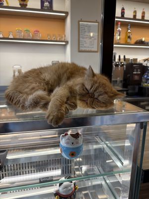   at Cat Café Firenze  in Florence