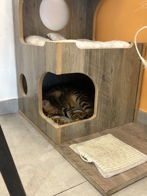   at Cat Café Firenze  in Florence