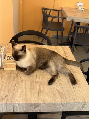   at Cat Café Firenze  in Florence