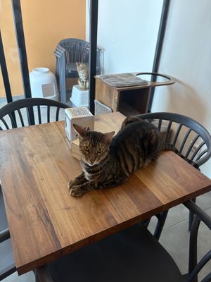   at Cat Café Firenze  in Florence