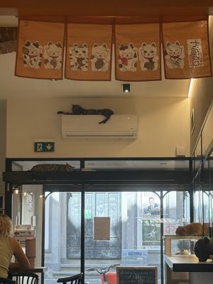   at Cat Café Firenze  in Florence