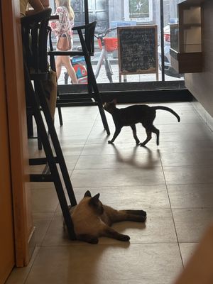   at Cat Café Firenze  in Florence