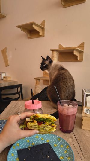  at Cat Café Firenze  in Florence