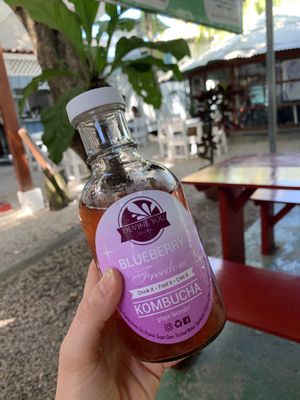 Delicious Kombucha at Samara Organics in Samara