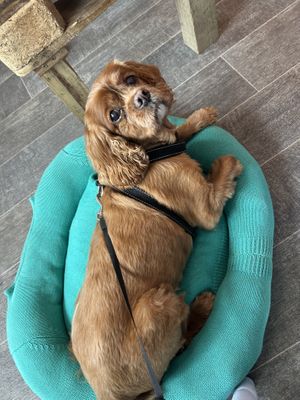 Teddy look so cosy on their bed!  at Peas and Libertea in Whitley Bay