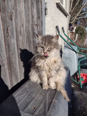 The boss at Wohlfühlhof Zeh e.V. - Lebenshof für Tiere & Ferienhof in Waltenhofen
