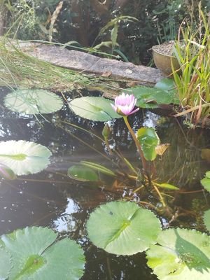 (Photo by Grace Chow) at Goat Noodle in New Territories