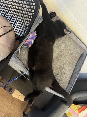 Kittens in petting area  at Lucky Cat Cafe in Ipswich