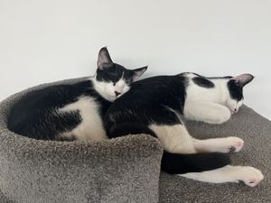 Kittens x 2 in petting area  at Lucky Cat Cafe in Ipswich
