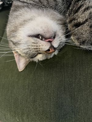 I think they are pretty relaxed   at Lucky Cat Cafe in Ipswich