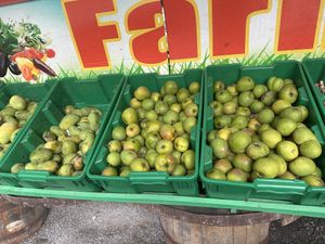 Mango season is here!  at Sejah Farm of the Virgin Islands in St Croix
