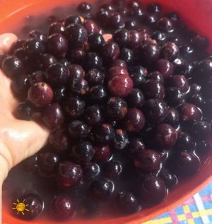 #Veganuary at Tribo do Sol in Alter Do Chao