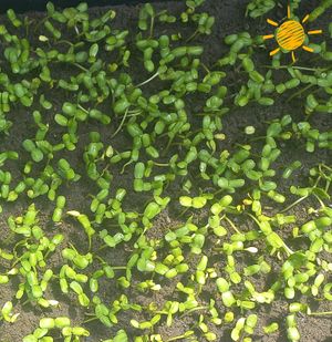 #Veganuary at Tribo do Sol in Alter Do Chao