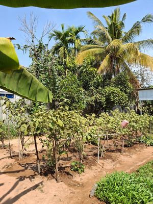 Owners Garden at Khmer Cooking Class at a Local's Home in Siem Reap