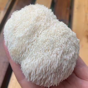  at Tuintje van Adam in Amsterdam