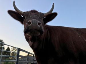 Baby Cow at CJ Acres Animal Rescue Farm in Keystone Heights