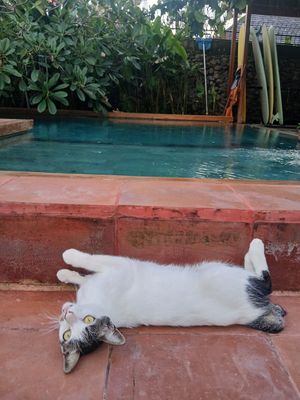 Pool at Xanadu Surf & Yoga in 
