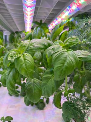 Basil growing hydroponically on-site at Ika Greens. at Ika Greens  in Mesquite