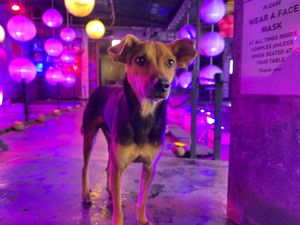  at Lords Restaurant Complex in Negombo