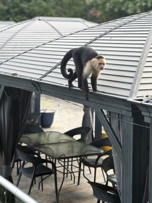 Cheeky Monkeys   at Shana By The Beach in Quepos