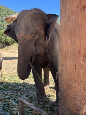   at GoVegan Travel in Ilford