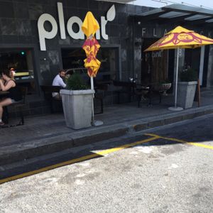plant at Plant in Cape Town