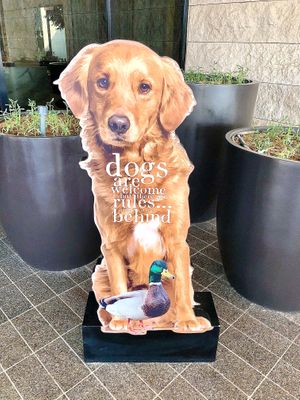 Dogs welcome!  at The Duck Hook in Dubai