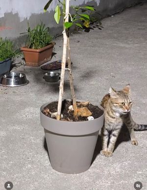  at Ayrışım Kitabevi Kafe in Istanbul