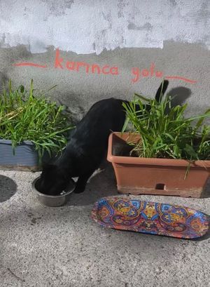  at Ayrışım Kitabevi Kafe in Istanbul