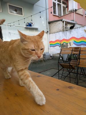  at Ayrışım Kitabevi Kafe in Istanbul