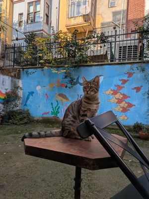  at Ayrışım Kitabevi Kafe in Istanbul
