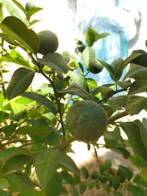  at Hommosani - الحمصاني  in Amman