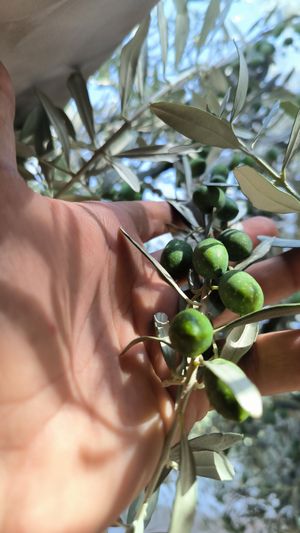  at Hommosani - الحمصاني  in Amman
