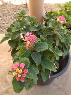  at Hommosani - الحمصاني  in Amman