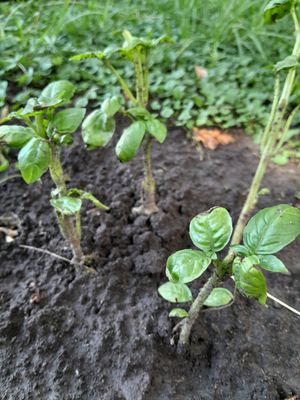  at Ascendente en Tauro in Buenos Aires