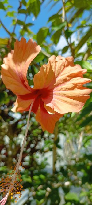 Hibiskus blossom at La Joya Del Sol in Perez Zeldon