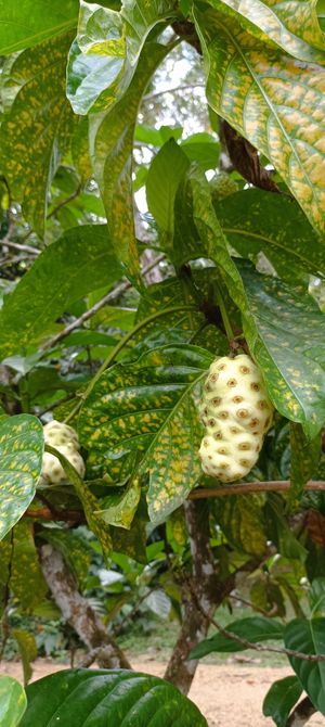 Noni at La Joya Del Sol in Perez Zeldon