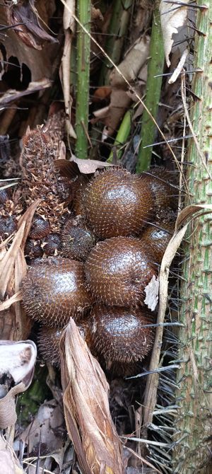 Snakefruit  at La Joya Del Sol in Perez Zeldon